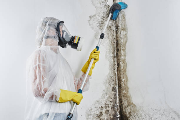 Best Residential Mold Inspection & Testing in Fallston, MD