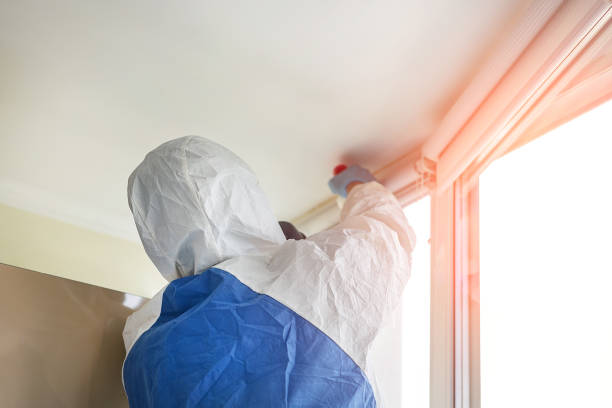 Best Basement Mold Removal in Fallston, MD