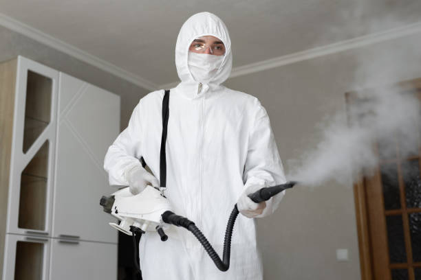 Best Black Mold Removal in Fallston, MD