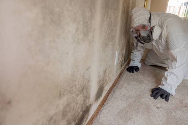 Trusted Fallston, MD Mold Removal Experts